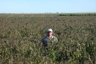 This is some proso millet in the field.