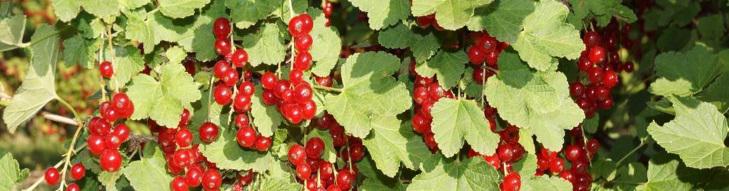 Some red currant clusters.