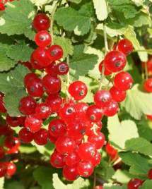 A closeup of red currant clusters.