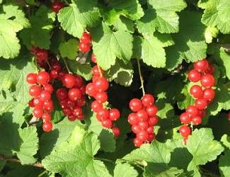 Red Currant