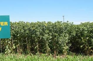 This is a safflower variety trial.