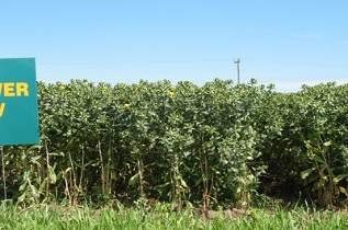 Safflower Variety Trial