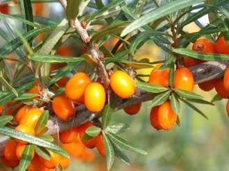 Some seaberry fruit grown at the center.