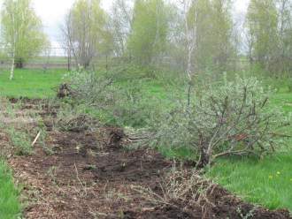 The seaberry plants being removed.