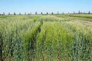 This is a spring spelt variety trial.