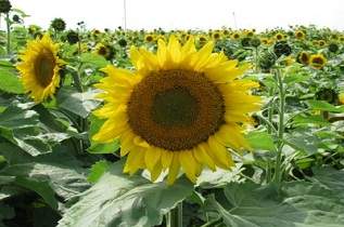 This is a sunflower.