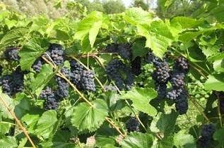 Valiant Grapes