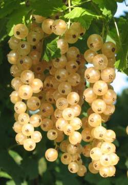 A closeup of white currant clusters.