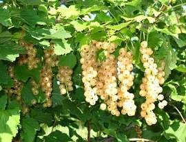 White Currant