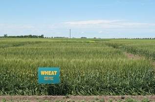 This is a white wheat variety trial.