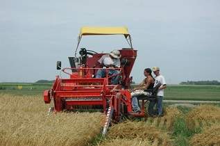 This is the harvesting of winter wheat.