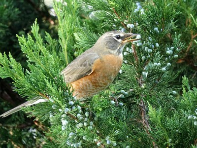 Robin in juniper