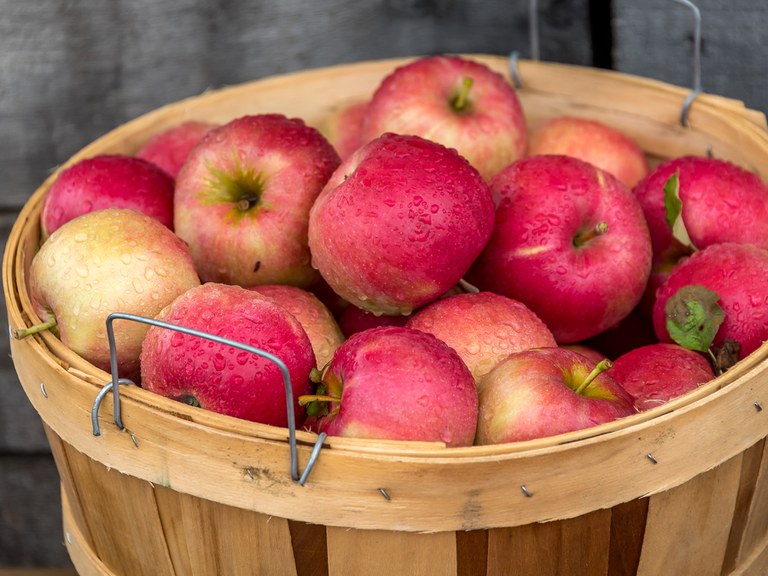 Apples in a bushel basket