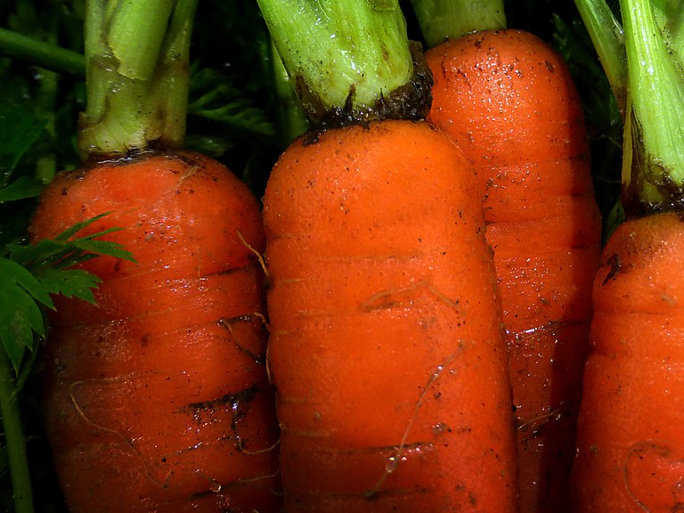 Harvested carrots