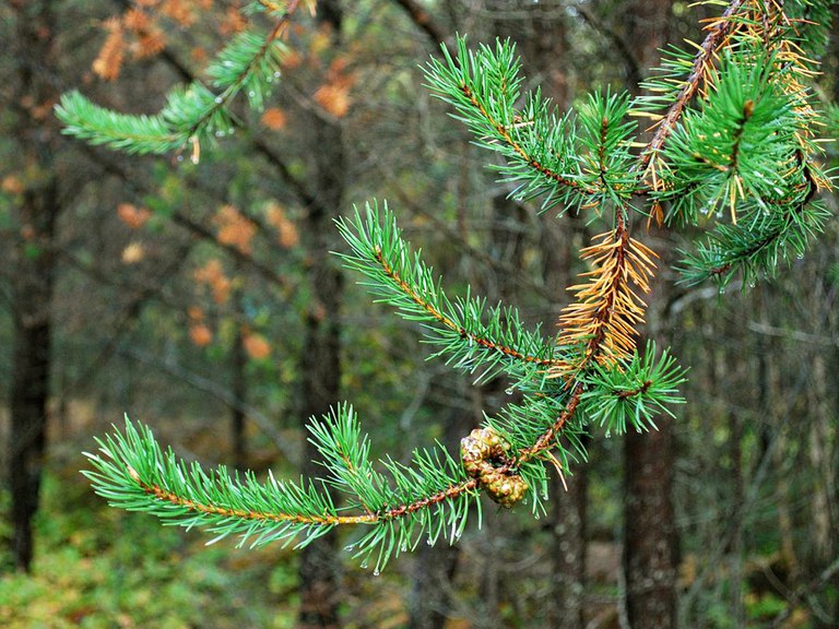Fall Needle Drop -- An evergreen needle is not green forever.  Older needles (located near the trunk) are supposed to drop. If buds and young needles (located near branch tips) are healthy, the tree is full of life.