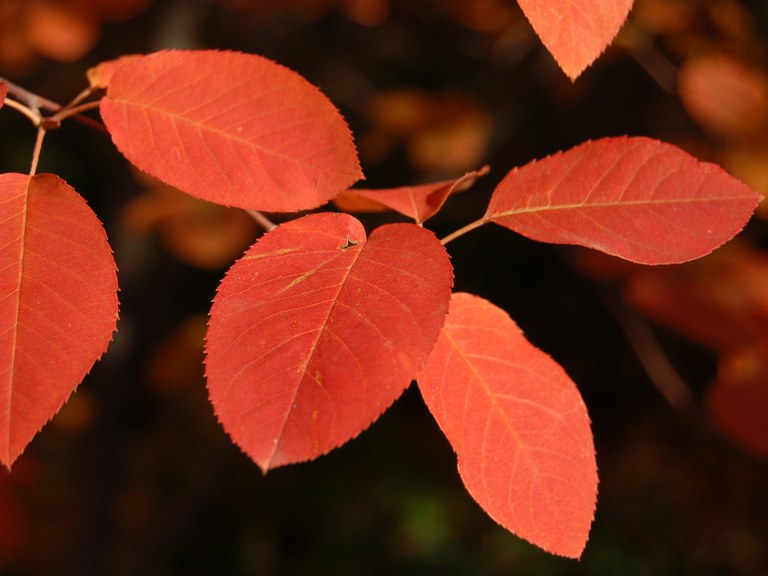 Fall color of serviceberry
