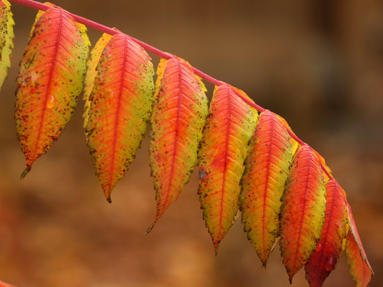 Fall colors of smooth sumac