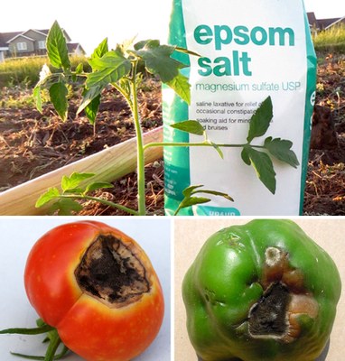 Figs. 1-3. Epsom salt does not prevent blossom end rot.