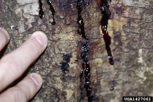 Sudden oak death infestation site: Joseph O'Brien, USDA Forest Service, Bugwood.org