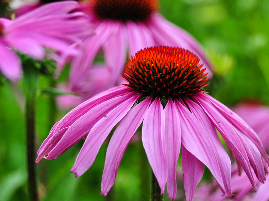 Coneflower