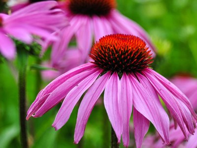 Coneflower