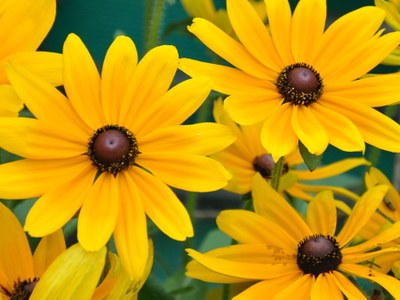 Rudbeckia