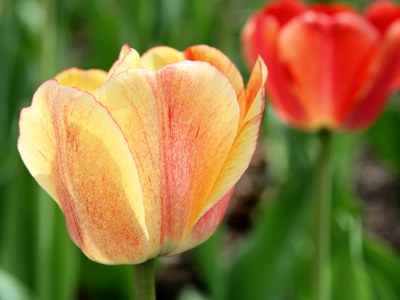 'Gudoshnik' Darwin hybrid tulip