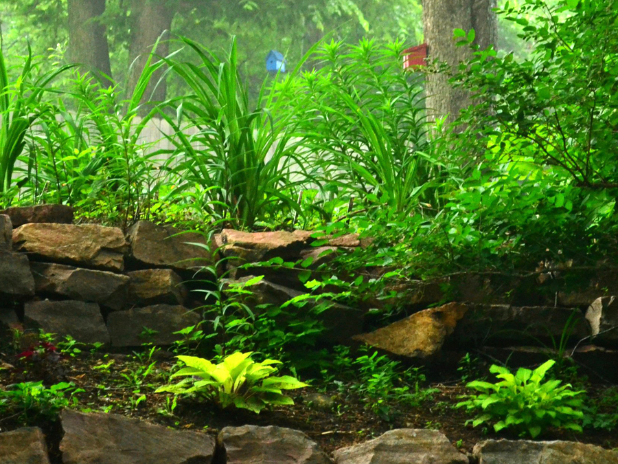 Shade garden