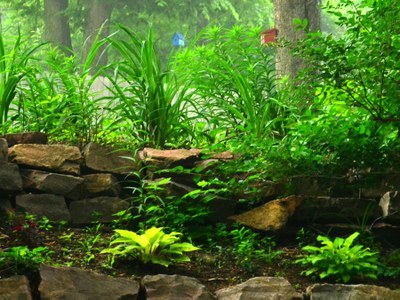 Shade garden