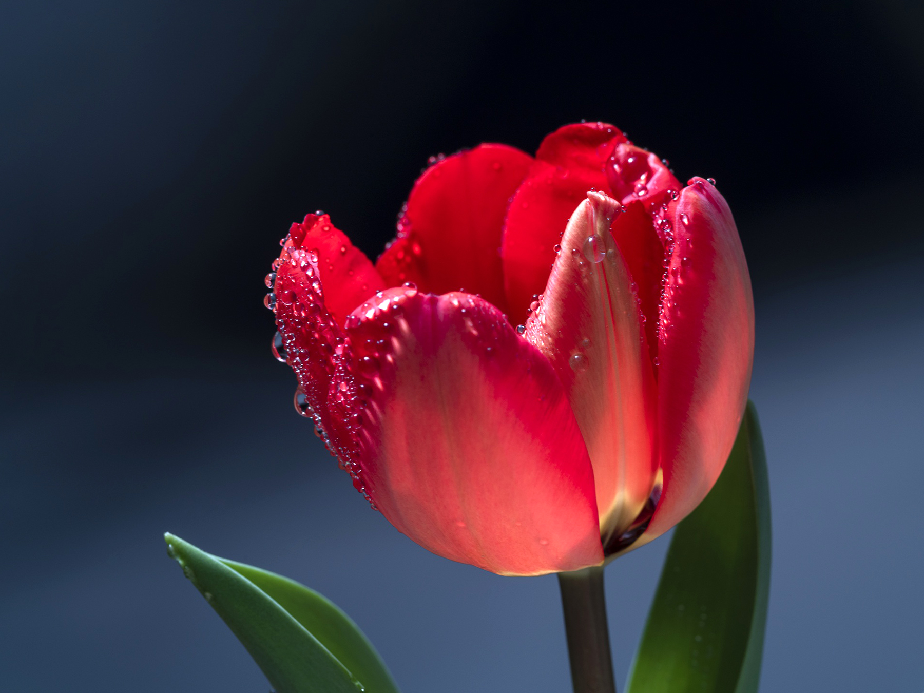 tulip
