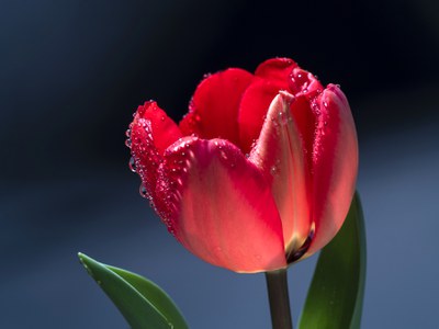 tulip