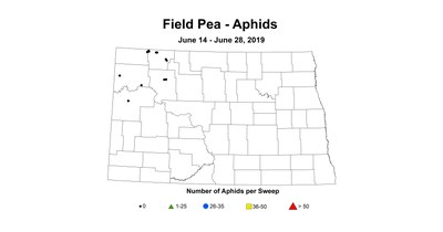 aphid