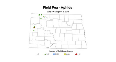 aphid