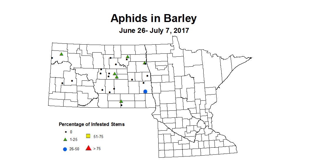 barley aphids 2017 6 26 7 7