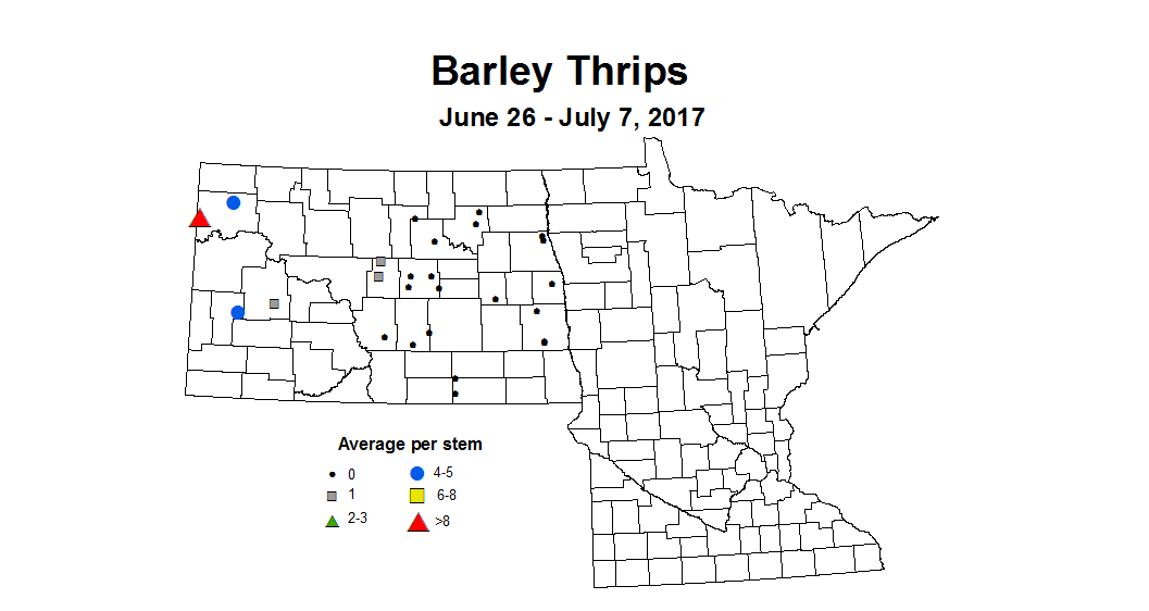 barley thrips 2017 6 26 7 7