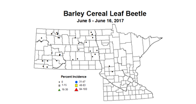 barley CLB 6 5 6 16