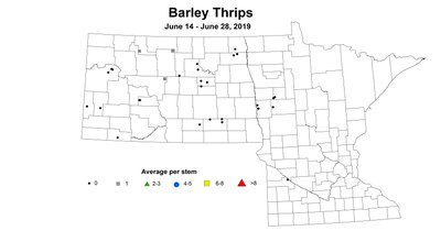 barley thrip