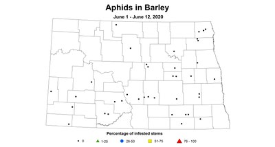 barley aphid 6.1 12