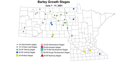 barleyGrowthStages6.1 6.11