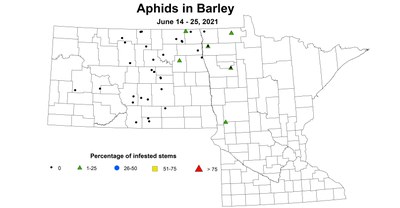 barleyAphid 6.14 6.25