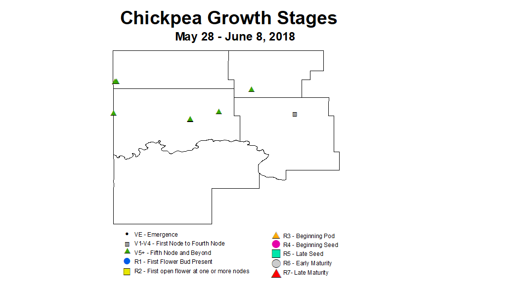 chickpea zgs 5.28 6.8