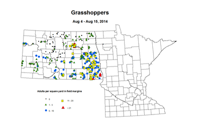 8 4 8 15 Grasshopper Adults