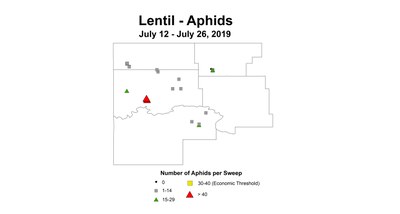 aphid