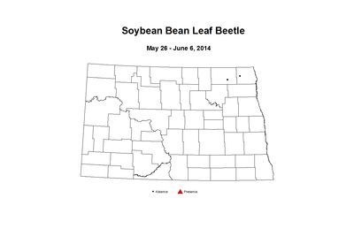 5 26 6 6 Soybean Bean Leaf Beetle