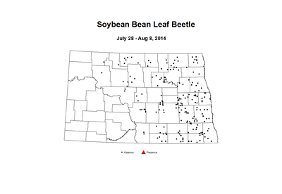 7 28 8 8 Soybean Bean Leaf Beetle