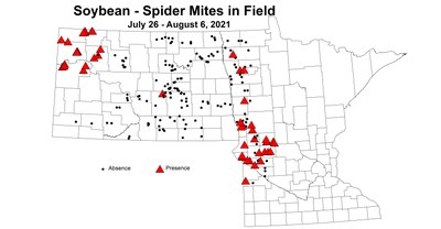 soybeanMitesInfield