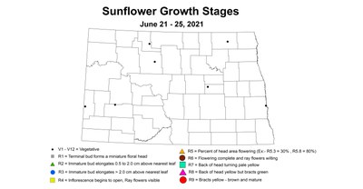 sunflowerGrowthStages 6.21 6.25