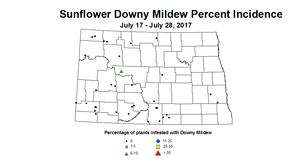 sunflower mildew 7 17 7 28 2017