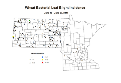 6 16 6 27 Wheat BLBI