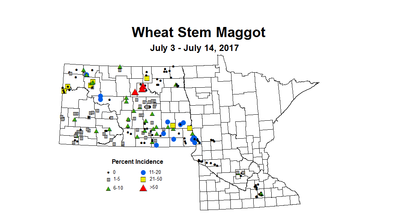 wheat maggot 7 3 7 14 2017